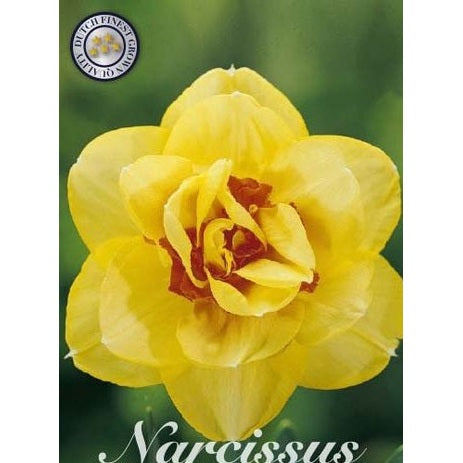 Narcissus Tahiti 5-pakk